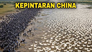 Download Lagu China Melepaskan Ribuan Bebek ke Sawah yang Diracuni Bahan Kimia - Hasilnya Mengejutkan Dunia MP3