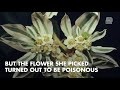 Bride’s poisonous bouquet lands her in the ER on wedding day