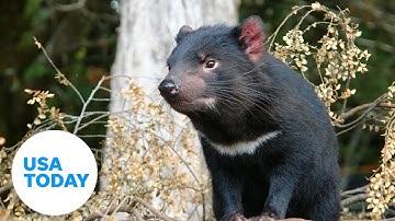 Cute Tasmanian devils receive first health checks at Aussie Ark | USA TODAY