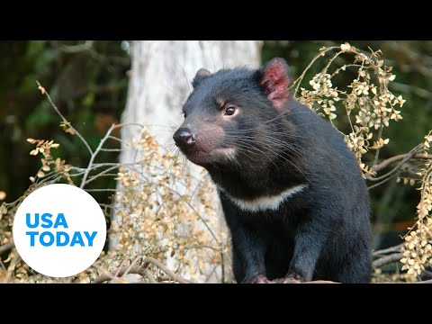 Cute Tasmanian devils receive first health checks at Aussie Ark | USA TODAY