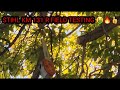 Stihl km 131 r field testing and review