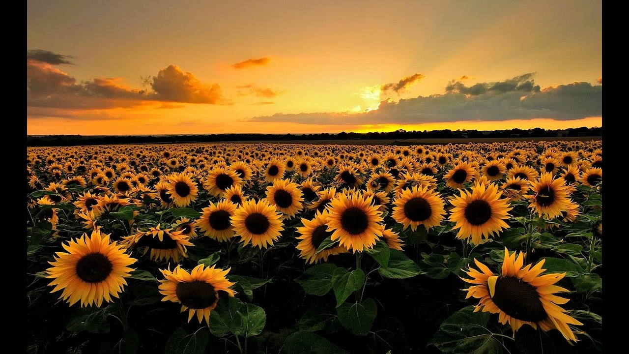 Sonata Prima- Giovanni Antonio Bertoli