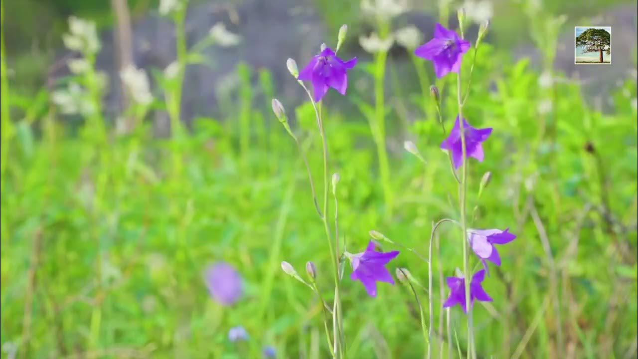 Реальные Звуки Природы. Пение птиц, Шум ветра, Сверчки для сна ...