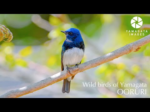 幸せの青い鳥 オオルリ - YouTube