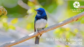 幸せの青い鳥 オオルリ - YouTube