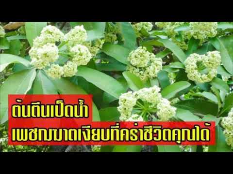 “ตีนเป็ด” เพชฌฆาตเงียบ “ต้นตีนเป็ด” อาวุธฆาตกรรมอำพราง