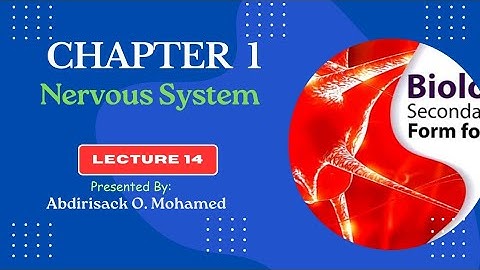 BIOLOGY: FORM 4. CHAPTER1: Brainstem. LECTURE 14.