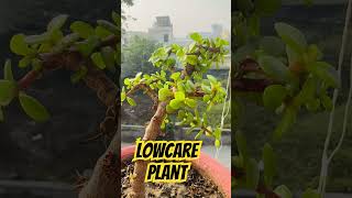 Beautiful Jade plant gardeningpointds gardeninglovers ytviral ytshorts plants