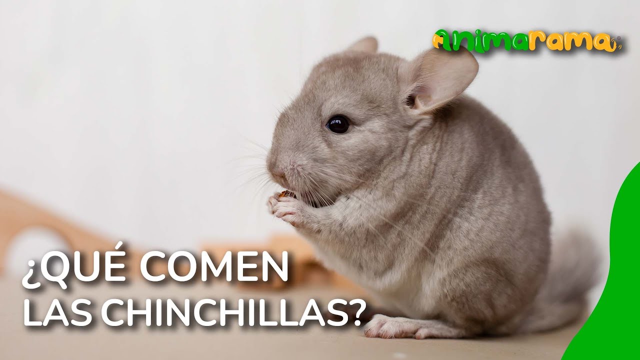 ¿Qué comen las chinchillas? Todo sobre su alimentación YouTube