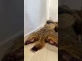 Marmot family relaxing on their stomachs #marmot #mamochi #omochi #puku #animals #funny #shorts