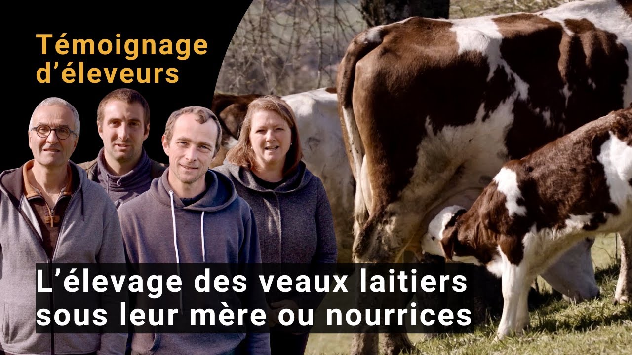 L’élevage des veaux laitiers sous leur mère ou sous nourrices | témoignage d’éleveurs