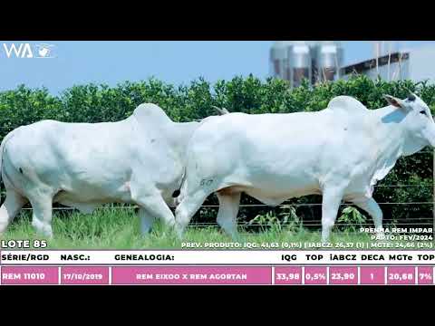 LOTE 85 - DUPLA-  10ª SEMANA PRIMAVERA GENÉTICA ADITIVA