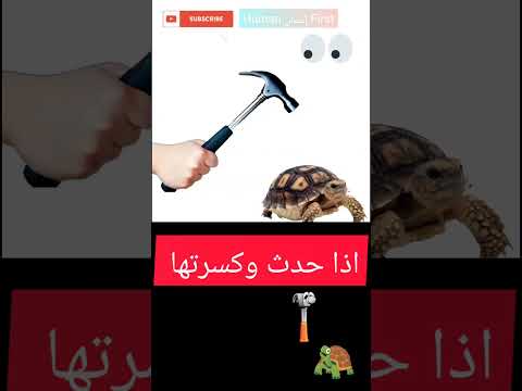 ماذا سيحدث إذا كسرت السلحفاة        