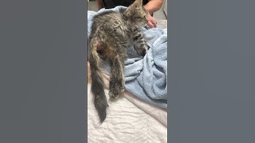 Tiny Kitten With A Severed Spinal Cord Left On The Side Of The Road To Fend For Herself