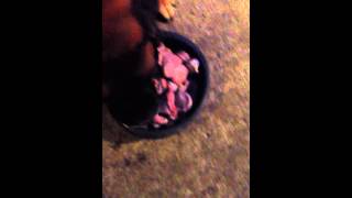 Turkey hearts and livers