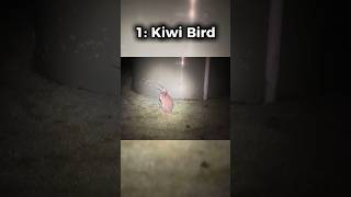 5 birds sounds you've probably never heard before #shorts