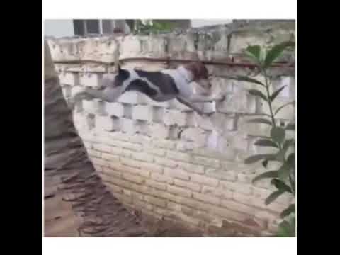 dog-uses-tree-to-climb-wall-||-viral-world