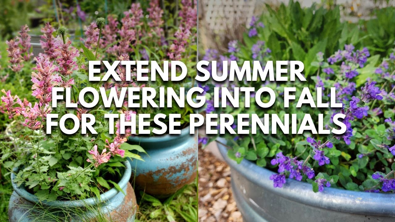 Perennial Flowers Do This to These Perennials for One Last Burst of