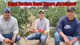 NOPAL VERDURA o NOPAL TUNERO ¿Es lo mismo? Rentable para cultivar | Derivados de la Tuna y Nopal