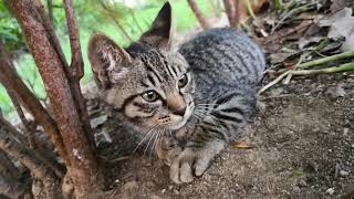 公園の野良猫親子、茂みの中の日陰で休む