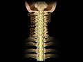 Ref:vbZZigN9qKQ Spinal cord  segmentation