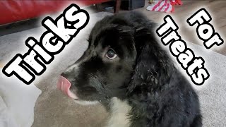 Wiggy the springador puppy learns some tricks