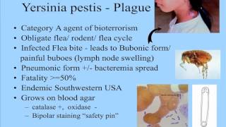 Bacteriology Part 2