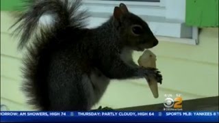 Ice Cream Squirrel