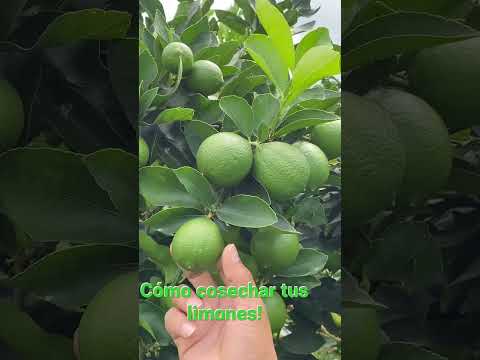 Video: Recolección de limones: aprende cuándo cosechar un limón