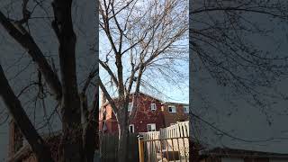 Sounds of spring #spring #outside #weather #birds #sounds #beautiful