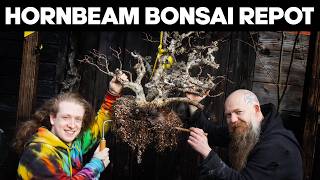 300 Year Old Bonsai Repot