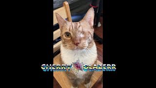 Cherry Glazerr - Cat Sitting in my ROOM-Original (Music Video)