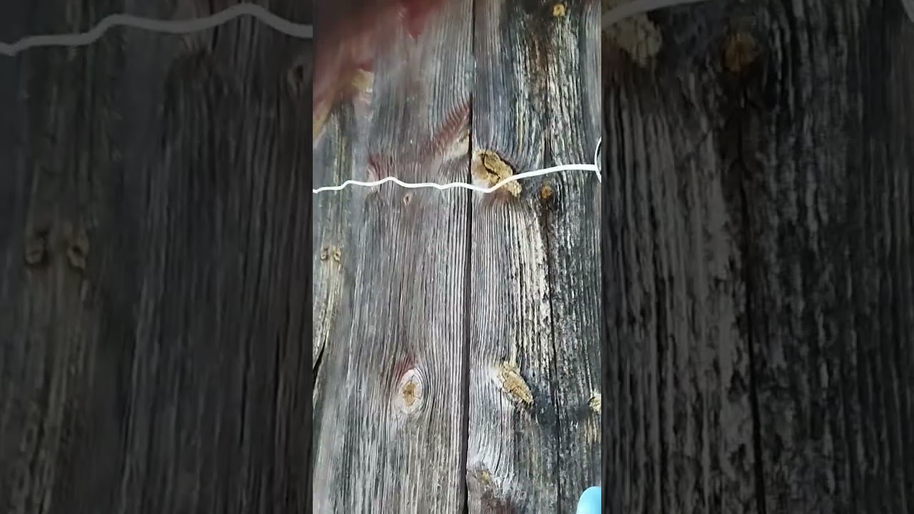 Reolink Argus 4K Pro 180° Camera Covers My Entire Garden