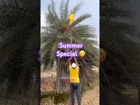 || చెట్టు పైనా దొరికే అసలు Summer Special “ ఈత కాయలు “ ☀️🌴|| #shorts #ytshorts #palmdates
