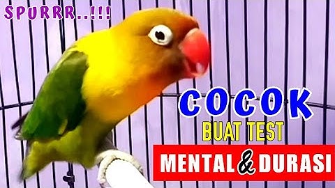 Lovebird Ngekek Panjang, Suara Burung Lovebird Ini Memicu Lb Fighter Ngekek & Lb Konslet Gacor