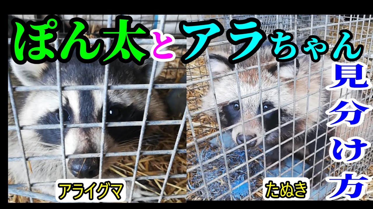 アライグマ と タヌキ の 違い