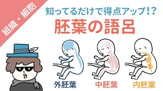 外胚葉・中胚葉・内胚葉から分化する器官の覚え方【ゴロ】