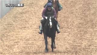 スイートオーキッド の競走馬情報 Pog Info