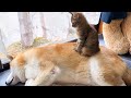柴犬が子猫のお母さんになった日