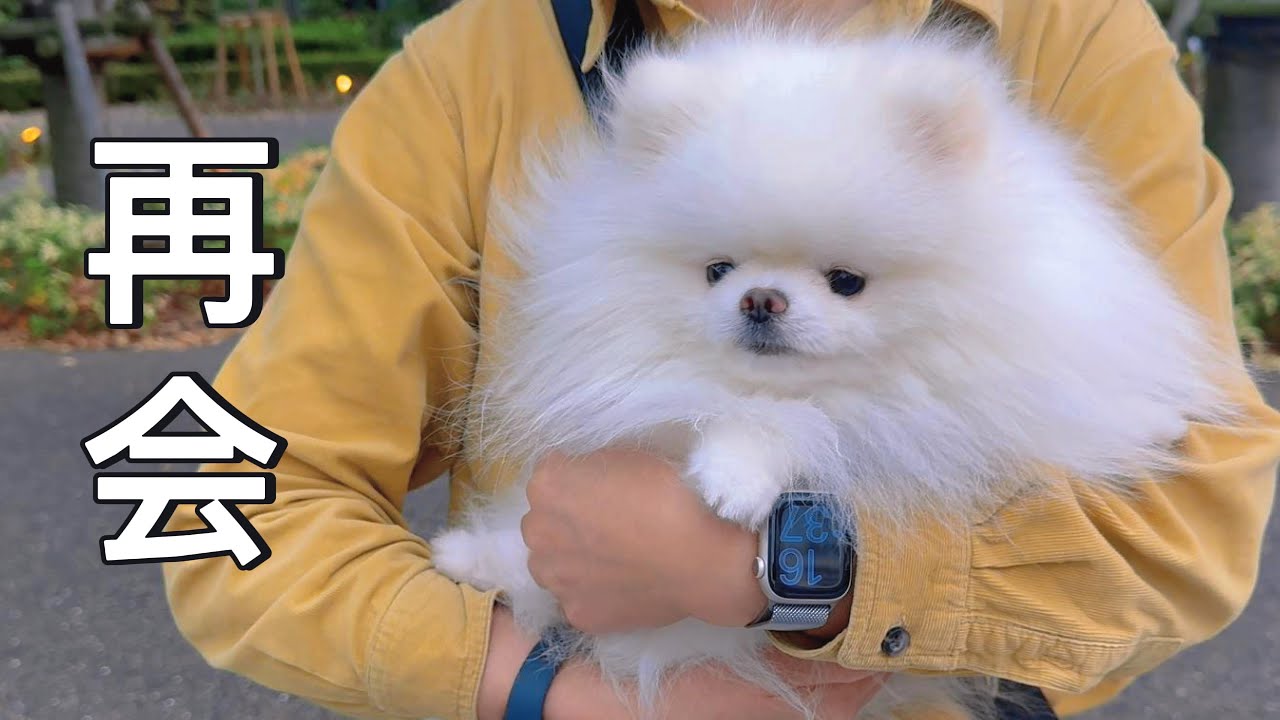 【家族Vlog】可愛いポメ、大好きな人と再会