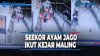VIRAL SEEKOR AYAM JAGO PEMBERANI IKUT KEJAR MALING BIKIN NGAKAK  | @TRIBUNLAMPUNGNEWSVIDEO