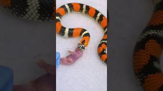 Amazing animal facts #fact #motivation #science #health #factism #universe #factsdaily #funny#shorts