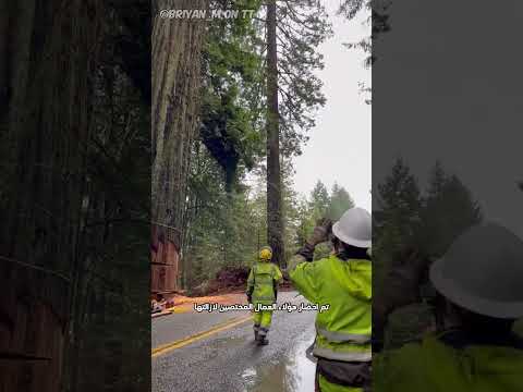 قطع أكبر شجرة في العالم أكبر شجرة في العالم عمرها 1000 عام