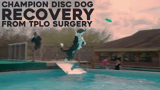 Lick Sleeve Recovery ep 3.02 | Adam + Crash: Disc Dog Champ Recovers from Second Knee Surgery! by Lick Sleeve 663 views 1 year ago 43 seconds