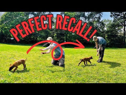 How To Teach Your Puppy The Perfect Recall ! - YouTube