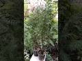 Morpankhi #shorts #trending #morpankhi #shortsfeed #plants #reels #viralvideo #garden #nature #song