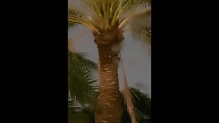 Stress relief Palm Tree under thunder storm heavy rain and waves screenshot 5