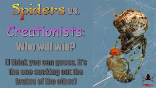 Spiders vs Creationists   HD 1080p
