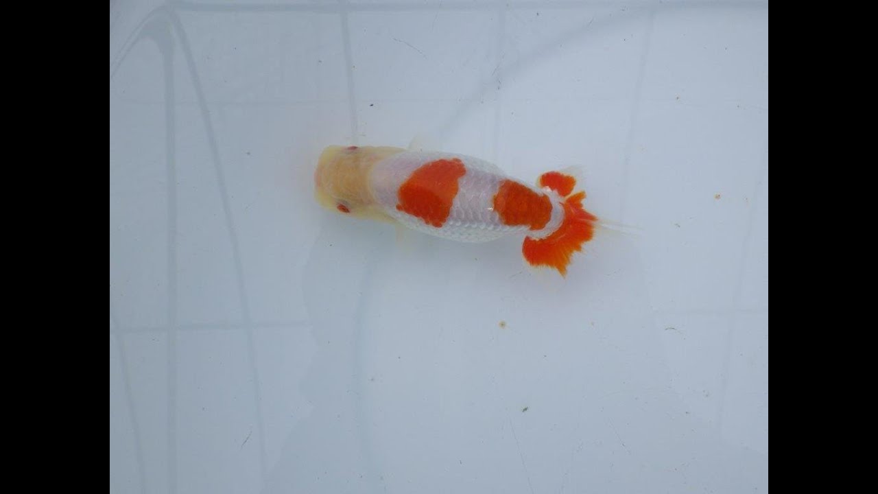 愛知超優良系統様】管理魚当歳らんちゅう D 四ッ尾 二本舵 約12㎝ オス