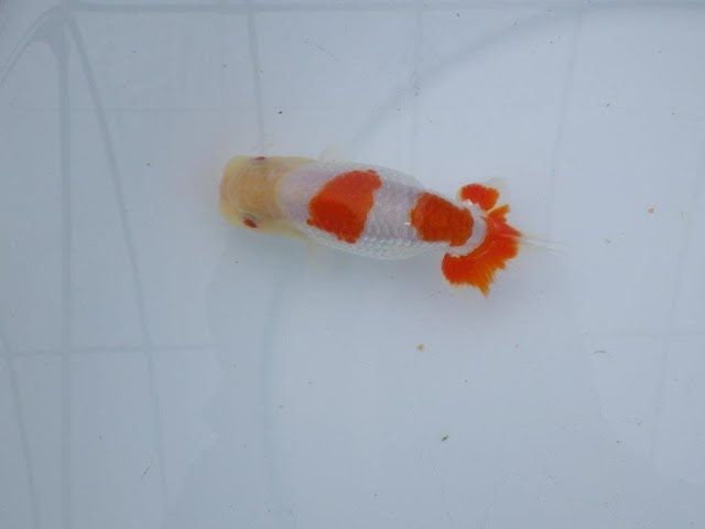 愛知超優良系統様】管理魚当歳らんちゅう D 四ッ尾 二本舵 約12㎝ オス